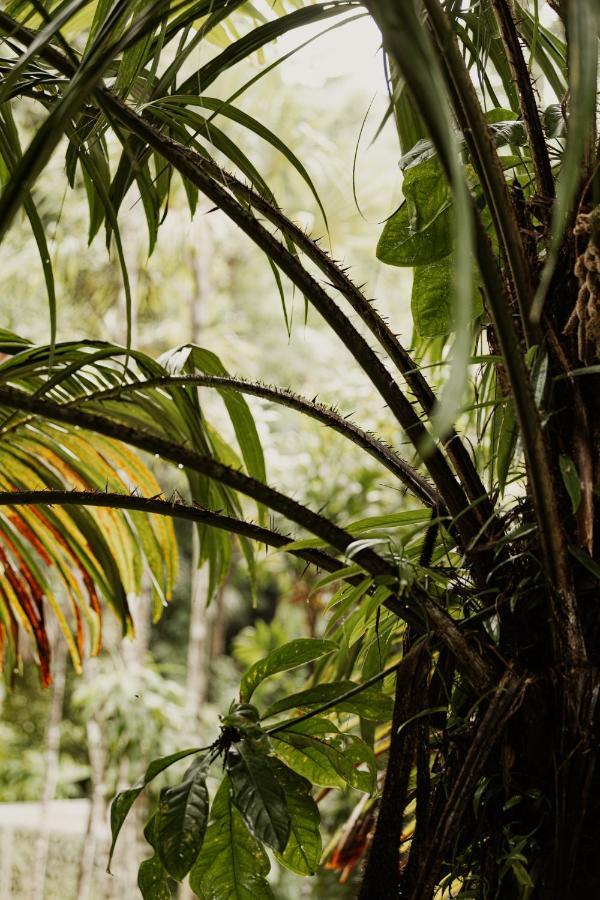 Mist At Cape Tribulation Villa Exterior photo